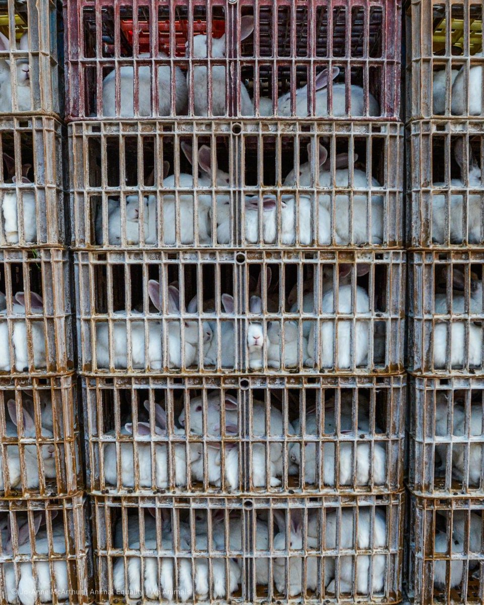 fourpawsint's tweet photo. Millions of rabbits in the EU are confined to outdated and cruel farming systems. 🐇
Confined to cramped cages, they cannot move freely, dig, or express their natural behaviours.
📢 @EU_Commission, @OliverVarhelyi, how much longer will rabbits have to wait? #EndTheCageAge https://t.co/OW21AAuZC7