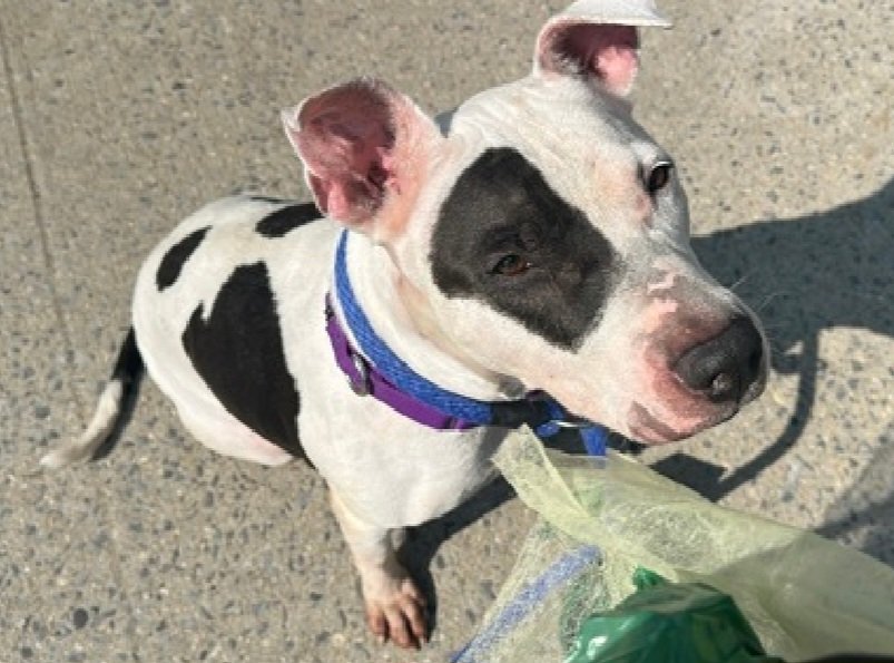 MorgFairsdogs's tweet photo. George 258644
Relisted TBK 8/1
#NYCACC #RescueOnly
He is a cute 7 yr old
Has CIRDC 🚑
Bit owner on arm when he was cleaning his ear
Walks with mild leash pressure
Needs all adult home
Help save George!
https://t.co/aovqwKo63R
#Pledge4Rescue #foster #adopt https://t.co/F0GQW5UJWr