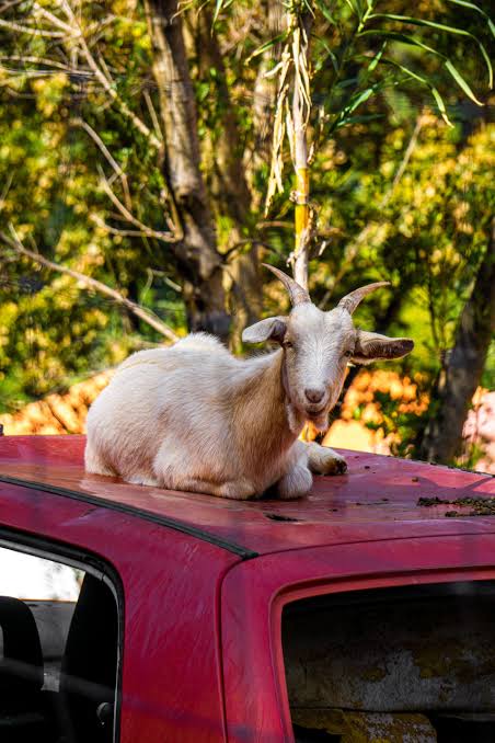 SamaHoole's tweet photo. A goat is the only livestock a person with no money can own.

No barn. No grid connection. No feed bill, because it eats the bramble on the verge, the scrub on the wasteland and the bits of hedge nothing else will touch. No land you could ever have sold for anything. No vet on a retainer. Nothing a bank has to approve, nothing a consultant has to model, and no minimum viable holding size.

You need a rope and a bad field. That is the whole capital requirement.

There are getting on for a billion of them, on every inhabited continent, and they are how families across most of the world stay the right side of destitution. The animal of the poor is a ruminant, everywhere, without exception, and it has been for ten thousand years.

Now, the goat itself, which is where it gets undignified.

A goat does not graze so much as audit. It will walk the boundary of any new field within the hour, apply weight to every joint in the fence, note which posts are soft, and file that information away for a Tuesday. It will eat a thistle that a cow would step around and a bramble that a sheep would sulk about. In Morocco they climb the argan trees, six or eight of them up in the branches at once, standing on wood, eating fruit, looking down at tourists with the expression of an animal that has heard the argument about land use and remains unmoved.

It will also stand on your car. There is no nutritional case for this. It is simply higher up.

Every conservation body in Britain that has run out of options on a scrub-choked hillside has arrived, eventually, at the same conclusion a Somali herdsman reached before anyone wrote anything down. Put a goat on it. The goat does not need briefing.

And the animal that asks for nothing, works ground nobody else can use, and keeps a family fed on a hill with no road to it, is in the emissions column of a document being drafted in a city by people who have never once in their lives needed one.

Nobody who has ever depended on a goat is in the room when they discuss the goats.