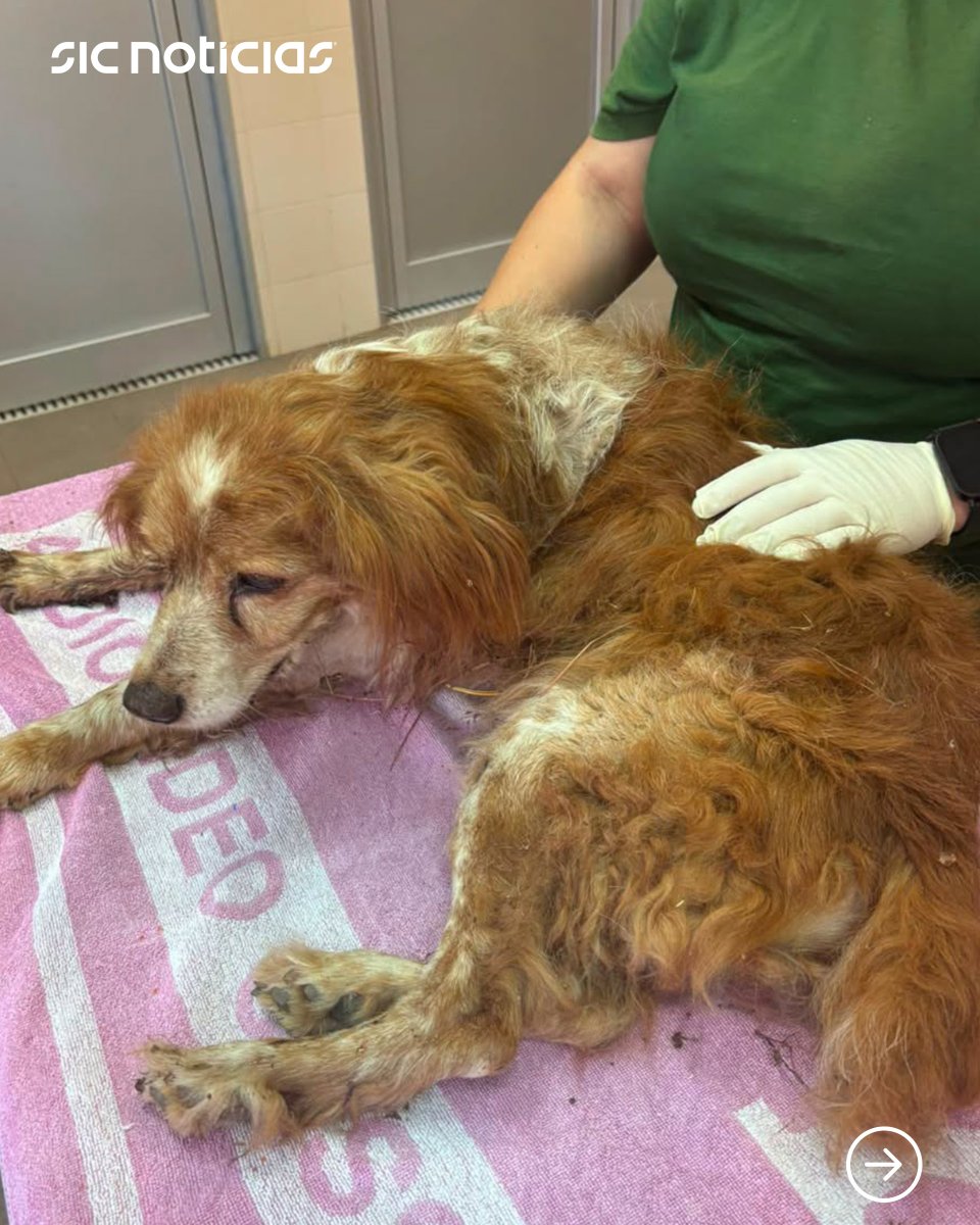 SICNoticias's tweet photo. O animal estava impossibilitado de se movimentar e foi transportado para o Centro de Recolha Oficial de Animais do Município de Mafra. As autoridades estão a investigar as circunstâncias do caso.

Saiba mais em: https://t.co/6A2TmgWkLs

📸 GNR

#cao #animais #gnr #mafra #portugal #news #sicnoticias