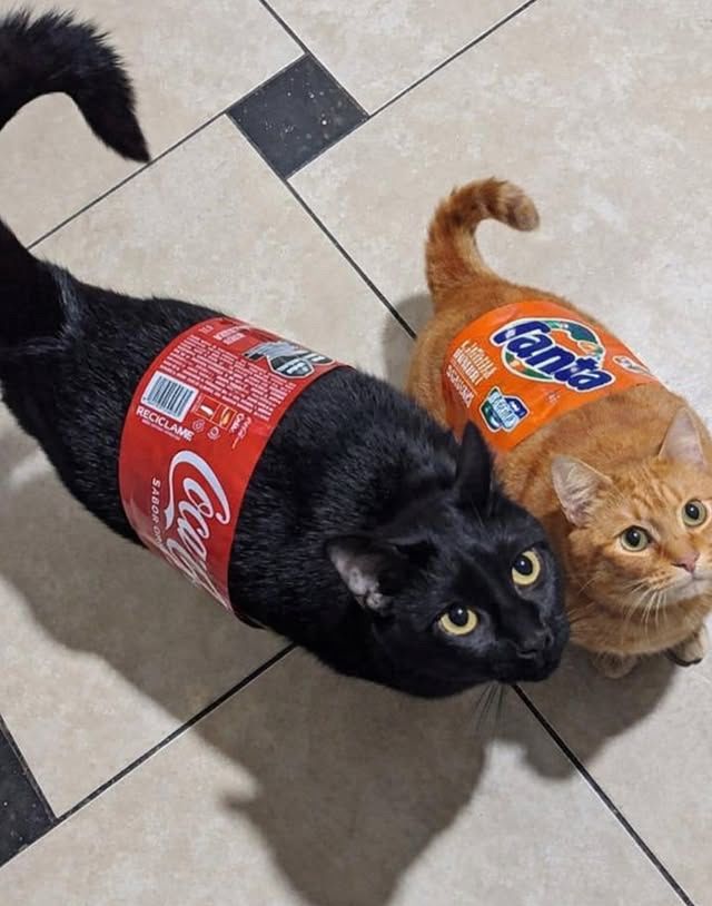 Cats_ooc's tweet photo. https://t.co/SkVFCRZcBo
