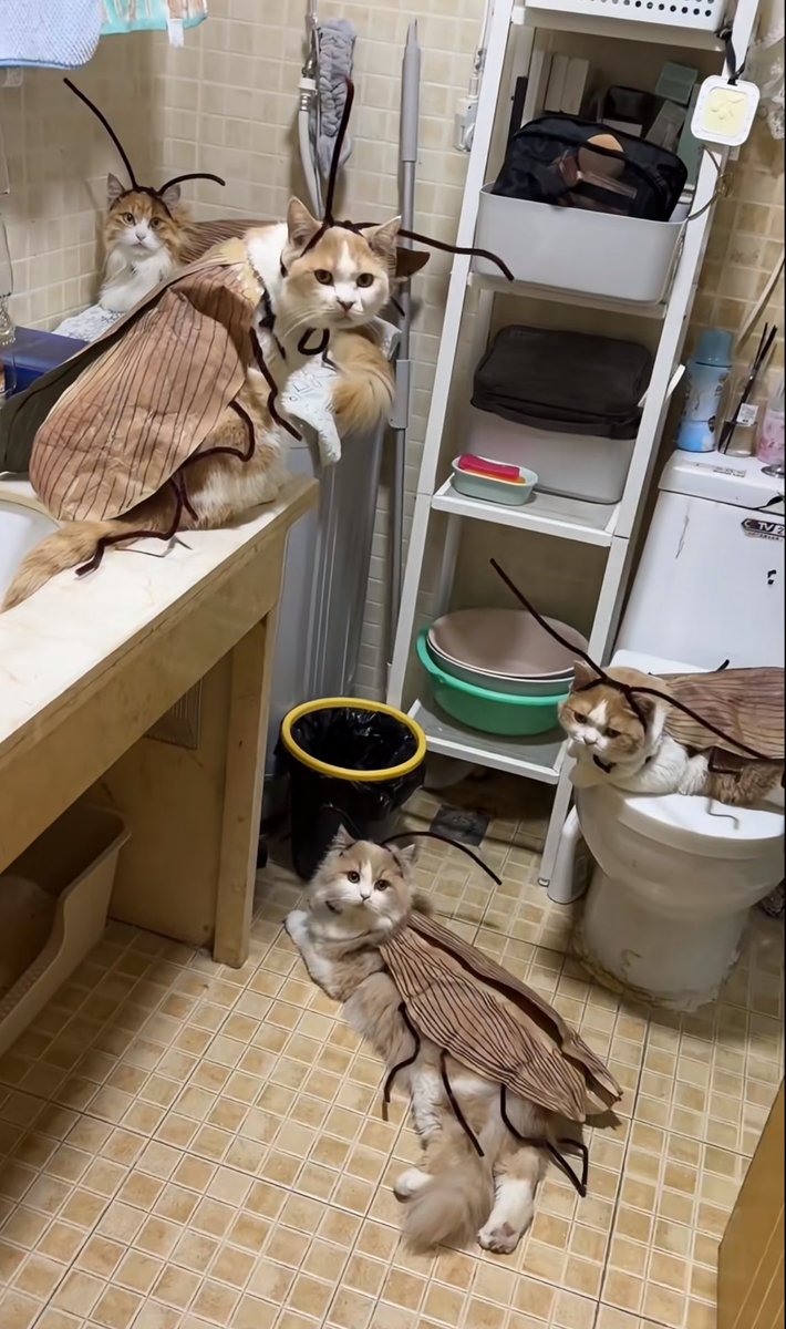 ネコ王国🐈✨ tweet media