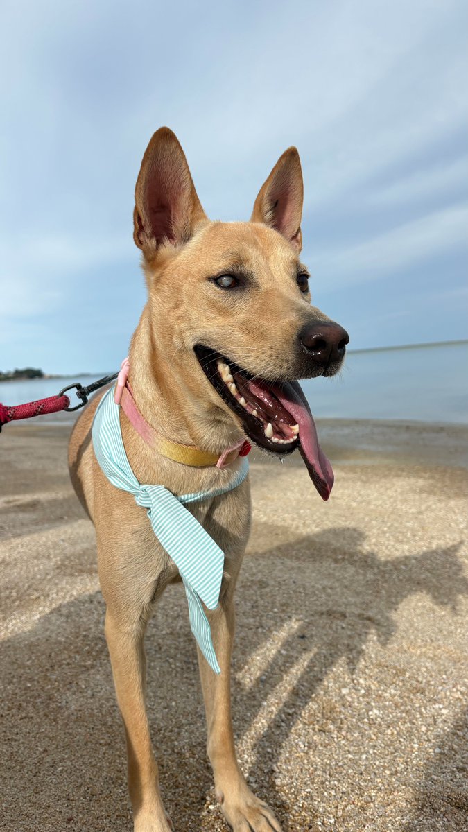 wearehappydoggo's tweet photo. Trooper’s journey is an absolute miracle. We rescued him at just 7 months old after he had eaten ropes and coconut husks out of pure desperation on the streets. Things were incredibly dire. His small intestine had been twisted for about 10 days and had actually started to rot.

The surgery to save him was brutal. The doctor found 150 ml of inflammatory fluid in his abdomen, and his spleen and pancreas were severely inflamed. They had to remove about 1.2 meters of his intestine, leaving him with only a tiny fraction of what a normal dog has. He was in critical care for a week, but those amazing vets saved his life!

Fast forward almost a year: Trooper is a super healthy, incredibly happy boy. Because his intestine is now so short, he has some trouble with nutrient absorption and requires a special diet of easily digested food and supplements for the rest of his life. But honestly? None of that phases him. We took him to the beach today, and seeing the pure joy on his face makes every hard day worth it. Keep thriving, Trooper! 🏖️❤️