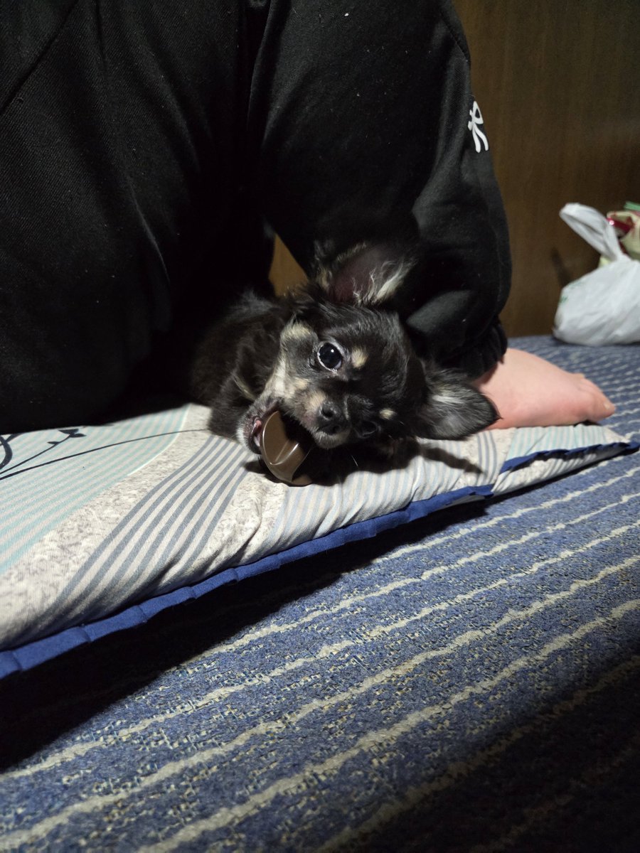 RYU_EVEL's tweet photo. ペットボトルからお水を定期的に出してくれるの使ってるんだけど
交換しようと思ったら留め具持ってかれた
( ´･ω･`) https://t.co/h3x7XhPMy5