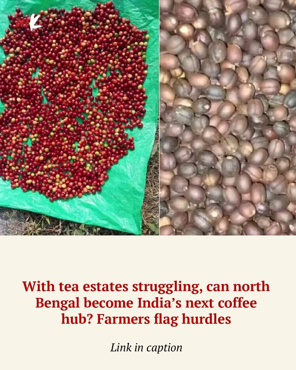 TT_My_Kolkata's tweet photo. Tea may have made Darjeeling famous, but coffee could shape its future. As orange orchards decline and tea gardens struggle, farmers across North Bengal are embracing Arabica coffee. 

Read more: https://t.co/Wyi9Q9uHJ7

#NorthBengal #Coffee #Darjeeling #Kalimpong #MyKolkata https://t.co/ect2BdBU9n