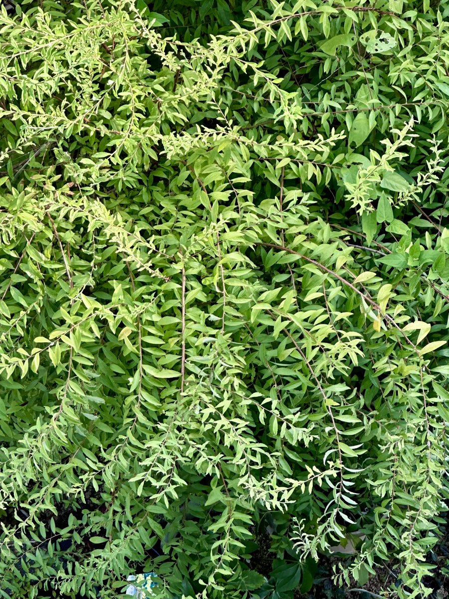 Korosuke74's tweet photo. はい葉っぱ‼️🌿
 #植物  #葉っぱ https://t.co/jAhqk3L8j9
