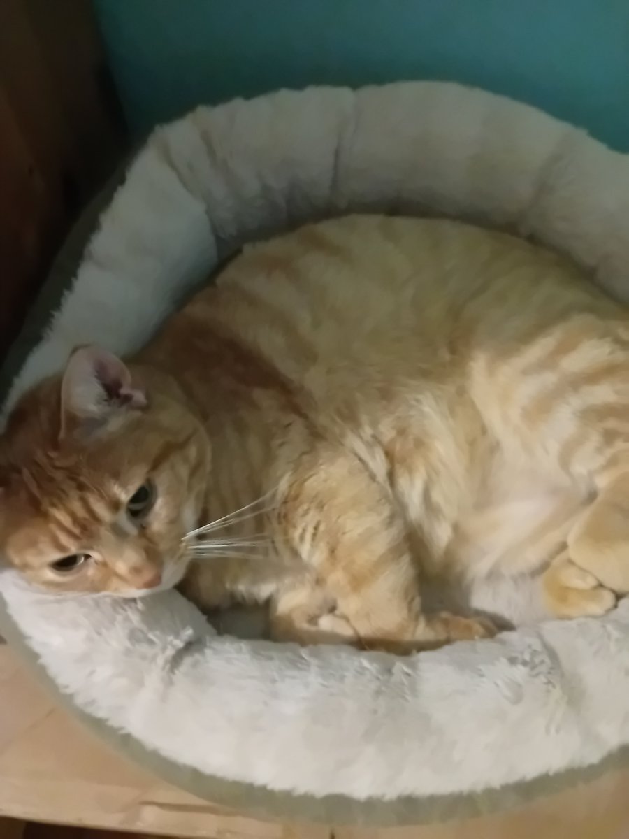 DerJer666's tweet photo. Heute ist ein dunkler Tag für mich. Heute musste ich mich von meinen Stuben Tiger Sammy verabschieden. Ihm ging es die letzten paar Wochen immer schlechter er hat kaum was gegessen und schwer Luft bekommen. Es hat sich rauß gestellt das er Krebs im halts hatte. https://t.co/PxhUxD4FZw