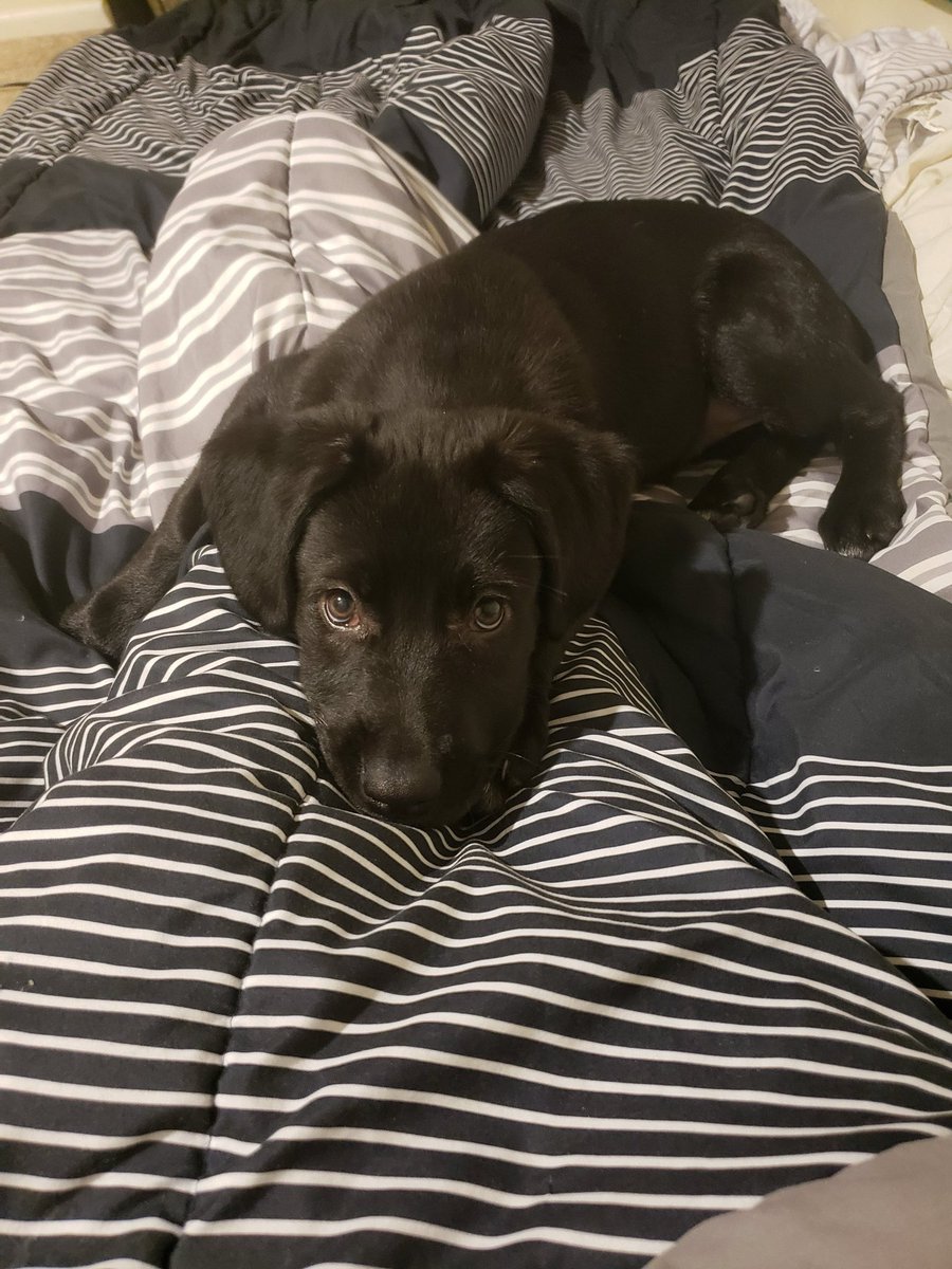 Lone69Ray's tweet photo. My baby Nova, 6 years later and she’s a beast https://t.co/ZMCVLoMzlv