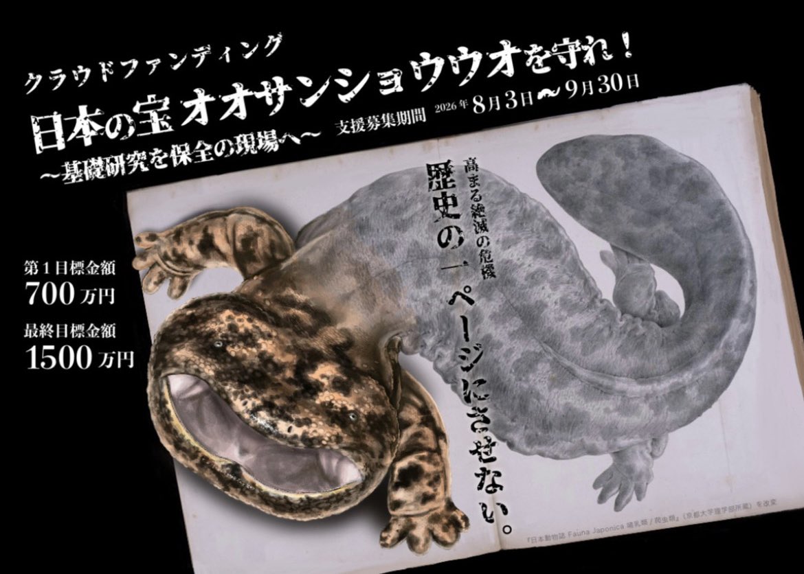 nishikawa_lab's tweet photo. 📢クラファン第2弾、始動します！

2024年、皆さまのおかげで、クラウドファンディングで800万円を達成し、オオサンショウウオの調査・研究・保全活動を大きく前進させることができました。
しかし、オオサンショウウオを取り巻く問題は、今もなお続いています。

私たちはもう一度挑戦します！ https://t.co/i2lT4MJ2Cu