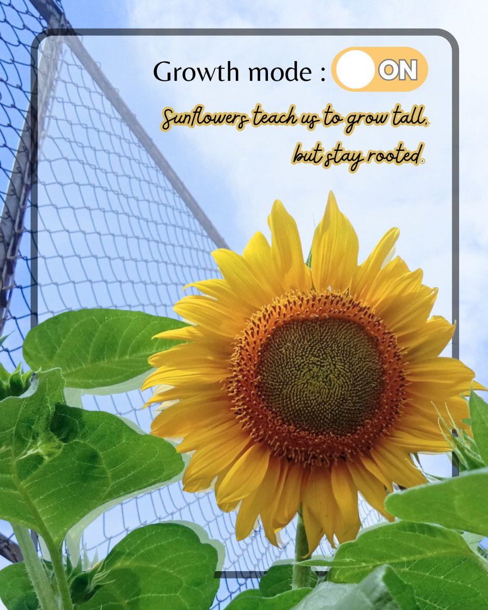 _newleaftherapy's tweet photo. Happy National Sunflower Day!
🌻 Be patient with yourself. 🌻 Keep growing. 🌻 Keep reaching for the light.
📍 In-person in Grays Creek 💻 Telehealth available across North Carolina
🌐 https://t.co/gWcDvV7MZy
#NationalSunflowerDay #MentalHealthMatters #KeepGrowing #ANewLeaf https://t.co/AhvmZBXCVo