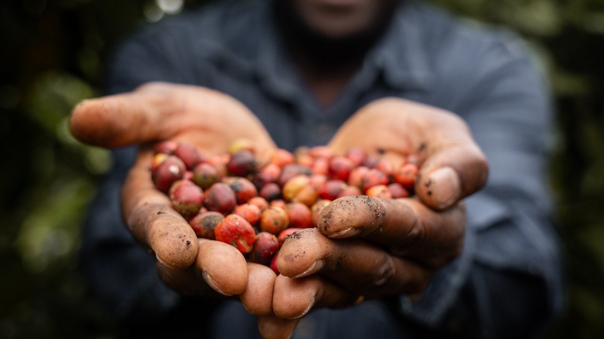 TheNeycha's tweet photo. Is your business operating in coffee, cocoa, macadamia, avocado, apiary (honey), shea, or bamboo in Kenya or Uganda? The Neycha Accelerator &amp; Fund cohort 4 is officially open, and we are accepting applications!