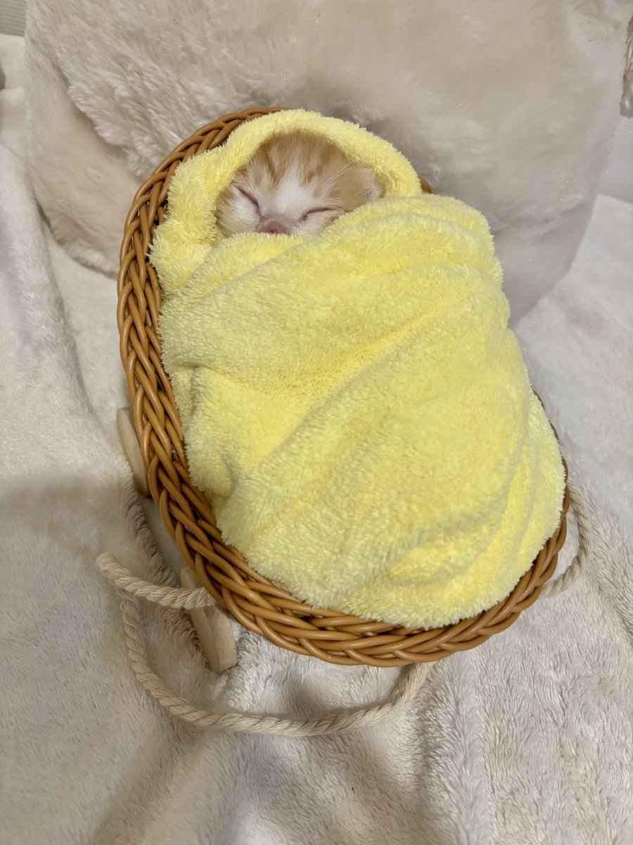 yapomesa's tweet photo. 3コインズのぬいぐるみベビーカー
あまりも子猫にぴったり
3代目 https://t.co/gUWJXzbimm