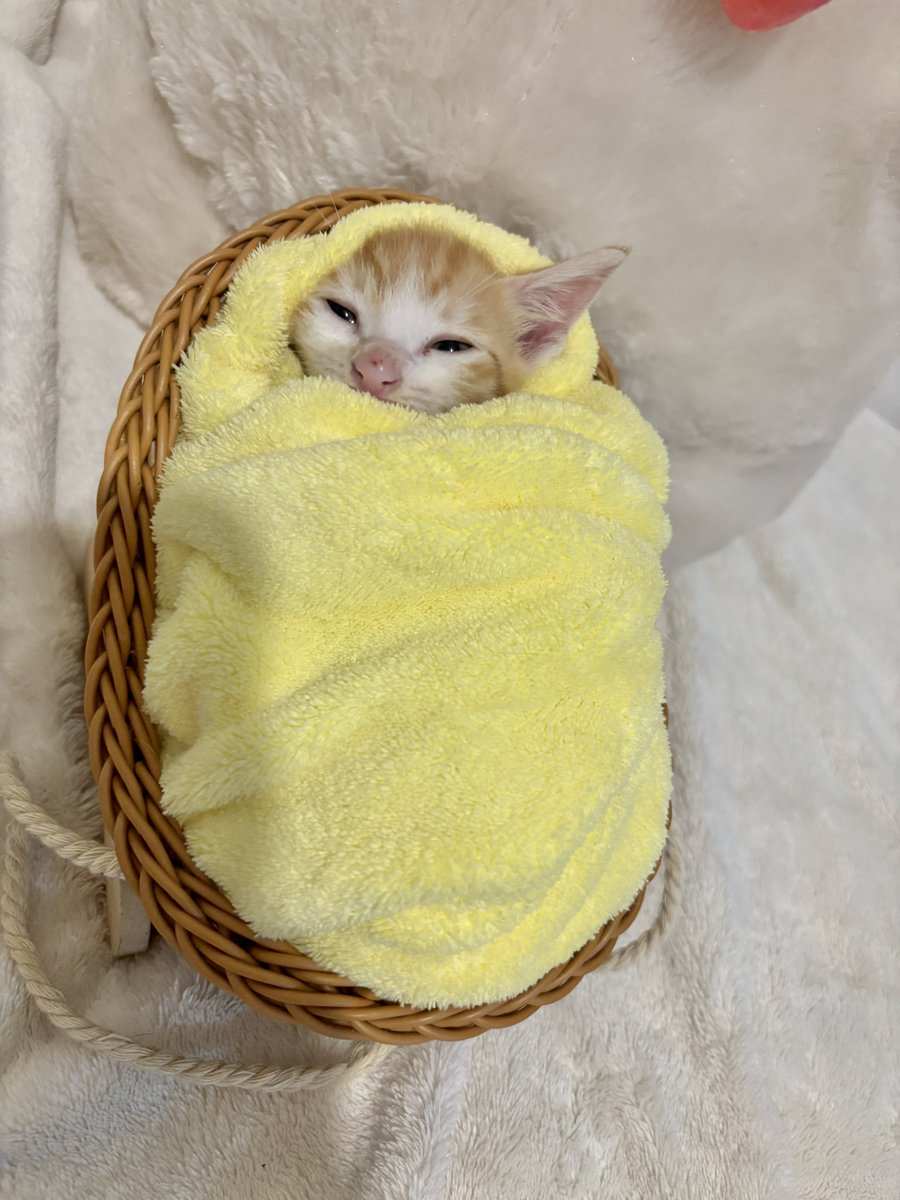 yapomesa's tweet photo. 3コインズのぬいぐるみベビーカー
あまりも子猫にぴったり
3代目 https://t.co/gUWJXzbimm
