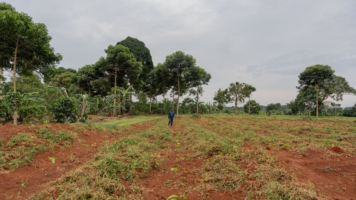 TheNeycha's tweet photo. Is your business operating in coffee, cocoa, macadamia, avocado, apiary (honey), shea, or bamboo in Kenya or Uganda? The Neycha Accelerator &amp; Fund cohort 4 is officially open, and we are accepting applications!