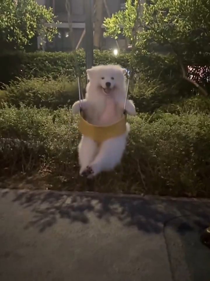 s8hx12_'s tweet photo. ฮุมมมมมม 🫳🏻🐩 https://t.co/UiEmZn2D49