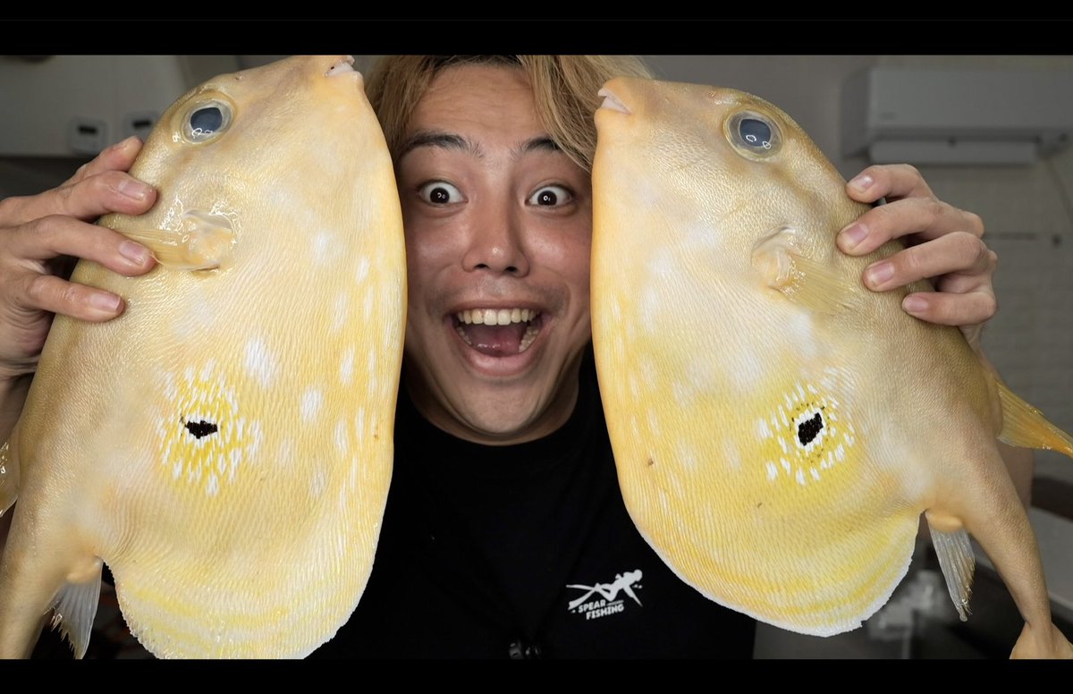 masarumoritsuki's tweet photo. 毒があるかどうか判明していない
『ウチワフグ』の肝を食べたらしっかり当たりました。
こいつはテトロドトキシンを持っています。
後続者が出ないようにどこか文献に記載しておいてください…
今日も体調悪い。。。 https://t.co/eGL83VA9z2