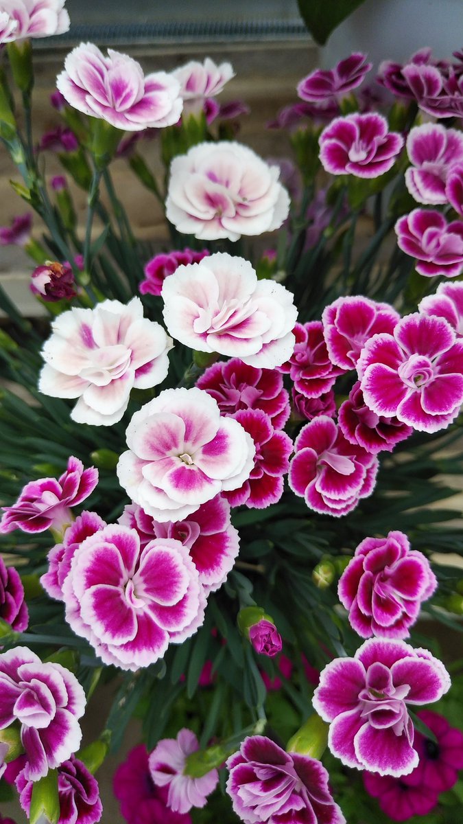 cruthth's tweet photo. 庭園の花と共に 皆様も良い夜と良い日々を
Craftsmanship made garden park flowers. https://t.co/aa9xs6iI0W