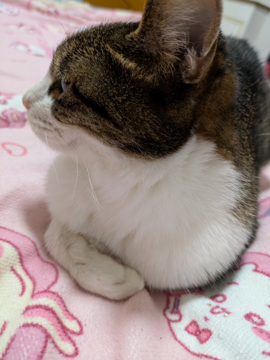 おやすみなさい #横向くねこ 皆しゃんお先におやすみニャさい😺💤💤 7