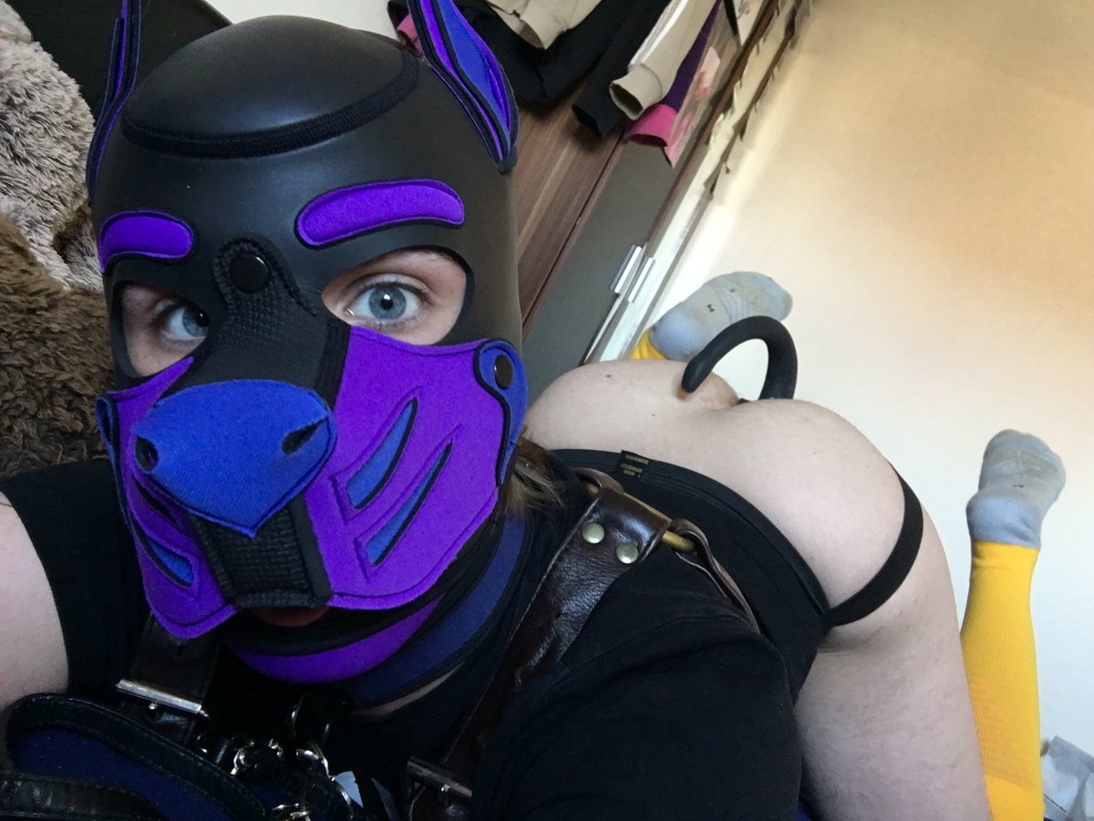 pupsamx's tweet photo. Wanna play fetch? 🐶🎾 Purple Pup posing playfully pursuing playtime 🐺 (I like alliteration)

#puppyplay #leather #harness #gay #kink #bdsm #sub #dom https://t.co/akg5pJAIEl