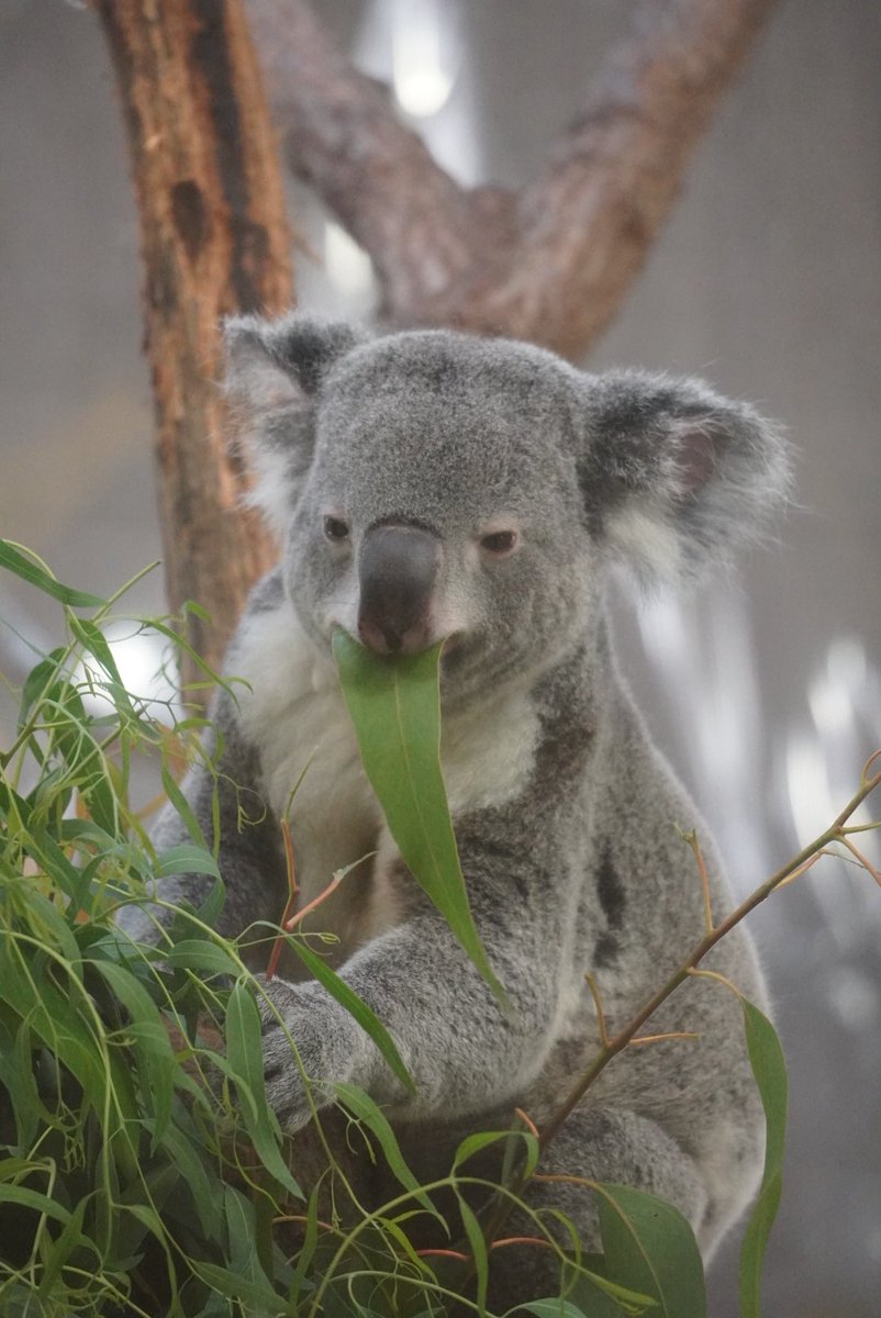 m_f821's tweet photo. コアラって愛おしい
久しぶりに見たな🐨
#金沢動物園 
#コアラ https://t.co/ghympNqYp4