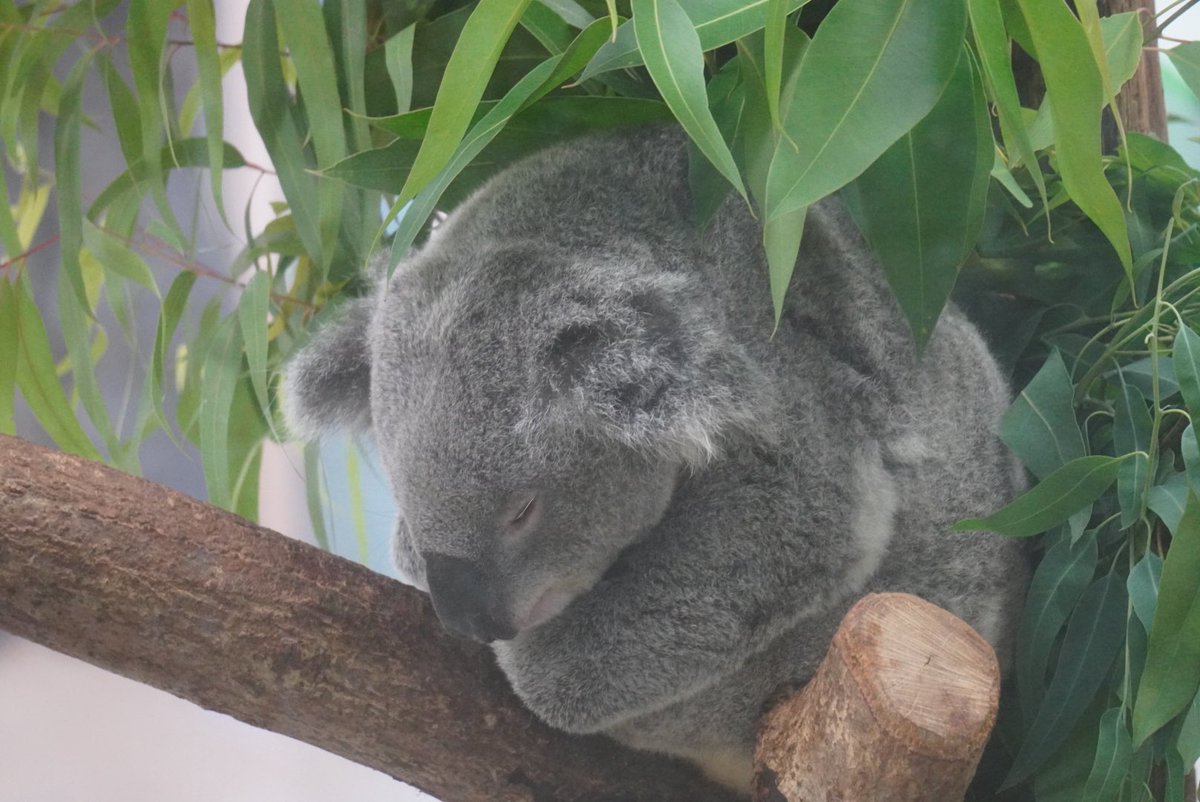 m_f821's tweet photo. コアラって愛おしい
久しぶりに見たな🐨
#金沢動物園 
#コアラ https://t.co/ghympNqYp4