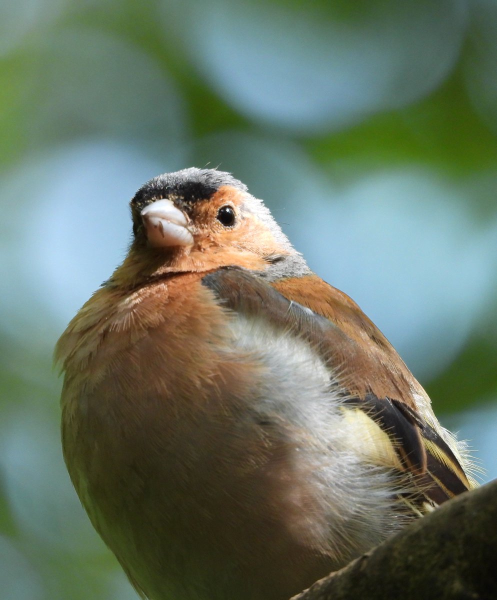 dBwarro's tweet photo. Chaffinch at lochwinnoch last week #FinchFriday https://t.co/pOYMKk76nP