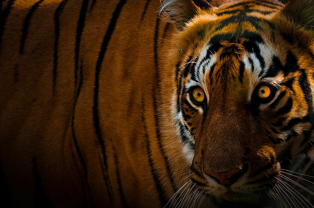 arijitmondal1's tweet photo. @Crip2DaX Something pure nature and beautiful on #internationaltigerday Week. https://t.co/UIpMFIReQX