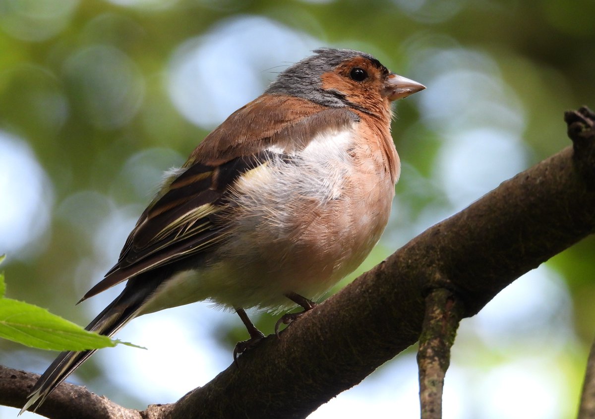 dBwarro's tweet photo. Chaffinch at lochwinnoch last week #FinchFriday https://t.co/pOYMKk76nP