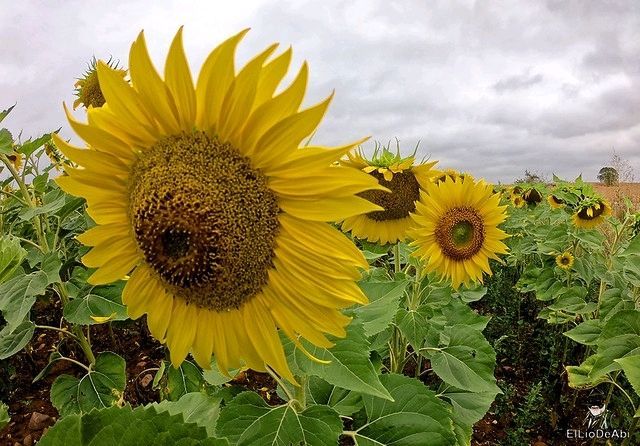 ElLioDeAbiTB's tweet photo. Campos de girasoles en La Bureba https://t.co/l9mfJMSppo #Briviesca #Burgos #CyLesVida https://t.co/gFyhBS6YCX