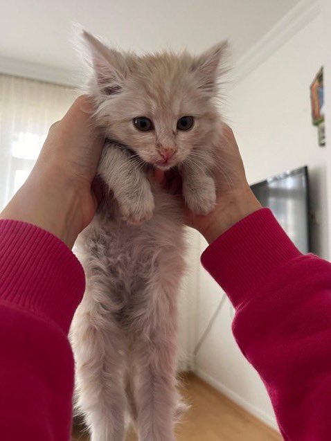 buyrunbenmerv's tweet photo. ben de madenden çıkarmıştım hanımefendiyi
evet aynı kedi https://t.co/r3bSkL9k4Q