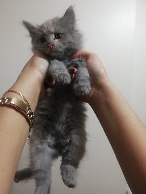 buyrunbenmerv's tweet photo. ben de madenden çıkarmıştım hanımefendiyi
evet aynı kedi https://t.co/r3bSkL9k4Q