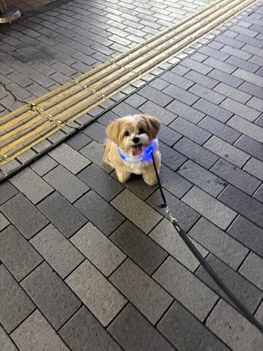 coromo0801's tweet photo. 1才最後のお散歩キャンセル界隈 https://t.co/3qKArI4vD6