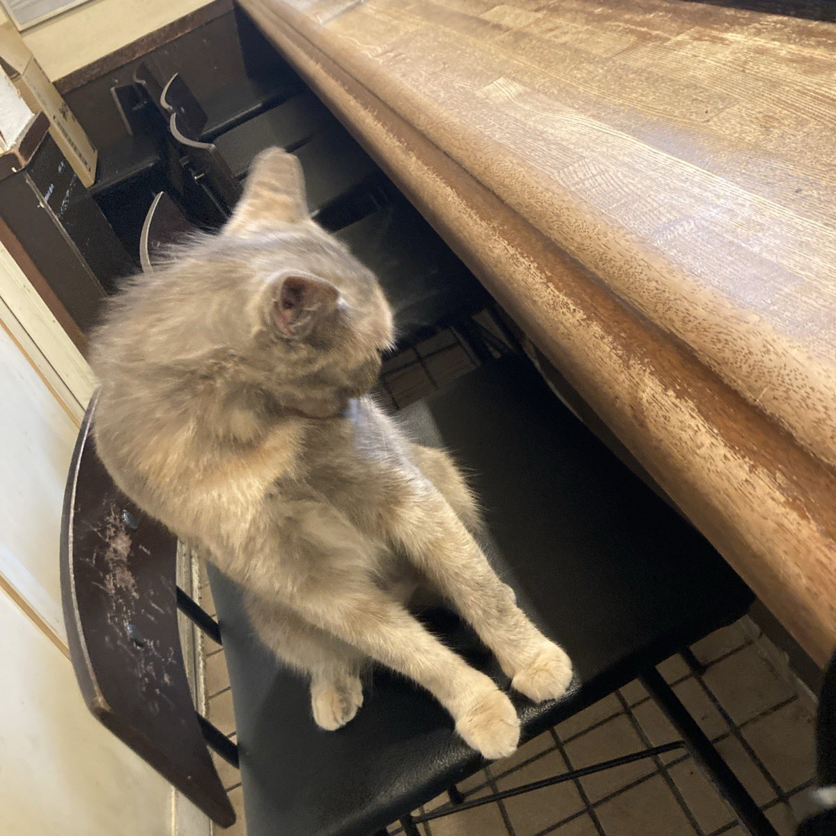 ogatanks's tweet photo. 猫三連発🐱 https://t.co/BfQGD1NyQT