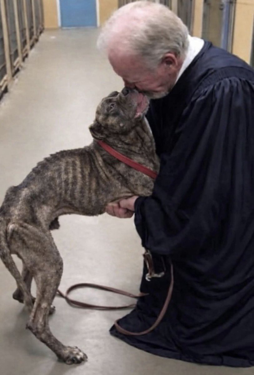 Gabriel_Cas_Cer's tweet photo. Acababa de pronunciar la última frase en un caso horrible de crueldad animal.

Pero no se fue a casa.
Antes de salir del tribunal, necesitaba ver a la única víctima que no estaba en esa sala de audiencias.
El juez Martin Wallace había pasado más de treinta años en el sistema judicial.
Era conocido por ser severo, justo y casi imposible de impresionar.
Pero el caso de un Presa Canario hambriento llamado Finn no lograba salir de su mente.
No era un simple descuido.
Era crueldad deliberada.
Finn había sido encontrado encadenado dentro de un apartamento abandonado.
Sin comida.
Sin agua.
Sin nadie que regresara.
Durante semanas.
Cuando los agentes finalmente entraron al apartamento, encontraron a un enorme Presa Canario cuyo cuerpo poderoso había sido reducido a piel y huesos. Sus costillas sobresalían, sus patas temblaban bajo su propio peso y sus ojos… parecían completamente vacíos.
Las fotos mostradas en el tribunal esa mañana eran imposibles de olvidar.
El juez Wallace dictó la sentencia más severa que la ley permitía.
Su martillo golpeó la madera.
La sala quedó en silencio.
Pero no hubo sensación de victoria.
Solo un peso profundo en el pecho.
En lugar de regresar a su oficina, el juez salió directamente del tribunal.
Aún con su toga negra.
Pasó junto a empleados confundidos en el pasillo, subió a su coche y se dirigió directamente al refugio de animales local.
Un miembro del personal lo recibió en la puerta.
«Está muy débil, su señoría», dijo suavemente.
«Y le tiene miedo a todo el mundo. Apenas reacciona».
Lo condujo hacia la parte trasera del refugio.
Dentro de una jaula había un gran Presa Canario.
O al menos lo que quedaba de él.
Finn estaba de pie frente a la pared, inmóvil. Su estructura poderosa ahora era frágil y delgada, con la cabeza baja, como si ya hubiera renunciado al mundo.
El juez abrió lentamente la puerta de la jaula.
Luego hizo algo que nadie esperaba.
Se arrodilló en el frío suelo.
«Hola, amigo…», dijo suavemente.
«Me llamo Martin. Yo escuché tu historia hoy».
Por un momento, no pasó nada.
El personal observaba en silencio.
Luego Finn giró lentamente la cabeza.
Sus ojos cansados se encontraron con los del juez.
El gran perro dio un paso tembloroso hacia adelante.
Luego otro.
Y de repente, el enorme Presa Canario apoyó todo su cuerpo contra el pecho del juez.
Un profundo suspiro escapó de los pulmones del perro.
Y entonces Finn comenzó a lamer las lágrimas del rostro del juez.
«Dios mío…», susurró un empleado.
«No había reaccionado así con nadie».
El juez Wallace —el hombre más duro de esa sala— rodeó al perro con sus brazos y lo sostuvo cerca.
Su voz temblaba.
«Lo sé, amigo… lo sé».
Apoyó suavemente su frente contra la cabeza del perro, sin importarle la suciedad ni las arrugas de su toga.
«Ahora estás a salvo», susurró.
«Todo terminó. Lo lograste».
A partir de ese día, el juez Wallace regresó cada semana.
Poco a poco, Finn comenzó a sanar.
Volvió a comer.
Recuperó sus fuerzas.
Su cola empezó a moverse.
Dos meses después, el Presa Canario que había estado al borde de la muerte volvió a ponerse de pie — fuerte, tranquilo y listo para ser adoptado.
Varias familias lo querían.
Pero todos en el refugio ya sabían la verdad.
Solo había una persona a la que Finn había elegido.
El juez firmó los papeles de adopción.
Y el Presa Canario que muchos creían que no sobreviviría salió del refugio ese día…
Justo al lado del hombre que se negó a olvidarlo.
Leyenda:
A veces, la justicia no termina con una sentencia en una sala de audiencias. A veces comienza al abrir el corazón a quien más ha sufrido.
