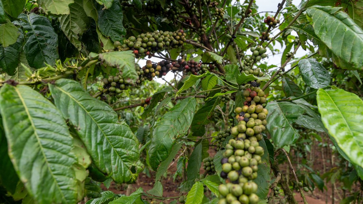 TheNeycha's tweet photo. Is your business operating in coffee, cocoa, macadamia, avocado, apiary (honey), shea, or bamboo in Kenya or Uganda? The Neycha Accelerator &amp; Fund cohort 4 is officially open, and we are accepting applications!
