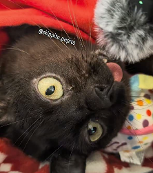 BondageDev's tweet photo. This cat is going viral right now and he has the exact cult of memes that we need for a sender

He iconically wears tons of funny/silly hats (his main thing) and glasses

The fans love this and meme it 24/7 and we need a cat runner so it makes sense

https://t.co/VypdbhLPGJ https://t.co/sbKMTbZwgG