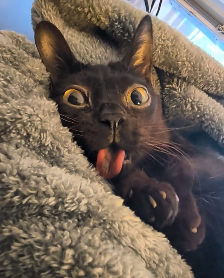BondageDev's tweet photo. This cat is going viral right now and he has the exact cult of memes that we need for a sender

He iconically wears tons of funny/silly hats (his main thing) and glasses

The fans love this and meme it 24/7 and we need a cat runner so it makes sense

https://t.co/VypdbhLPGJ https://t.co/sbKMTbZwgG