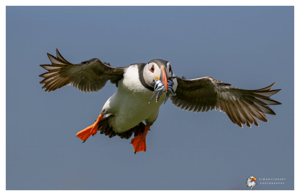 sherburnsi's tweet photo. Puffin, North East coast.
@teesbirds1
@teeswildlife
@DurhamBirdClub
@nybirdnews
@NTBirdClub
@Natures_Voice
@NatureUK
@WildlifeMag
@BBCSpringwatch
@RSPBEngland
@UKNikon
@BirdGuides
#birds #wildlifephotography https://t.co/TvyQehXaj7