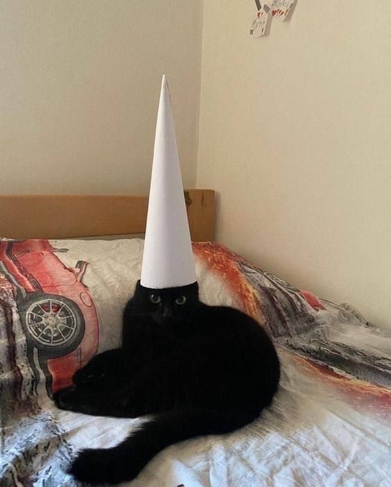equine__dentist's tweet photo. bad and naughty kitties get the dunce cap https://t.co/8uPRHe9qgN