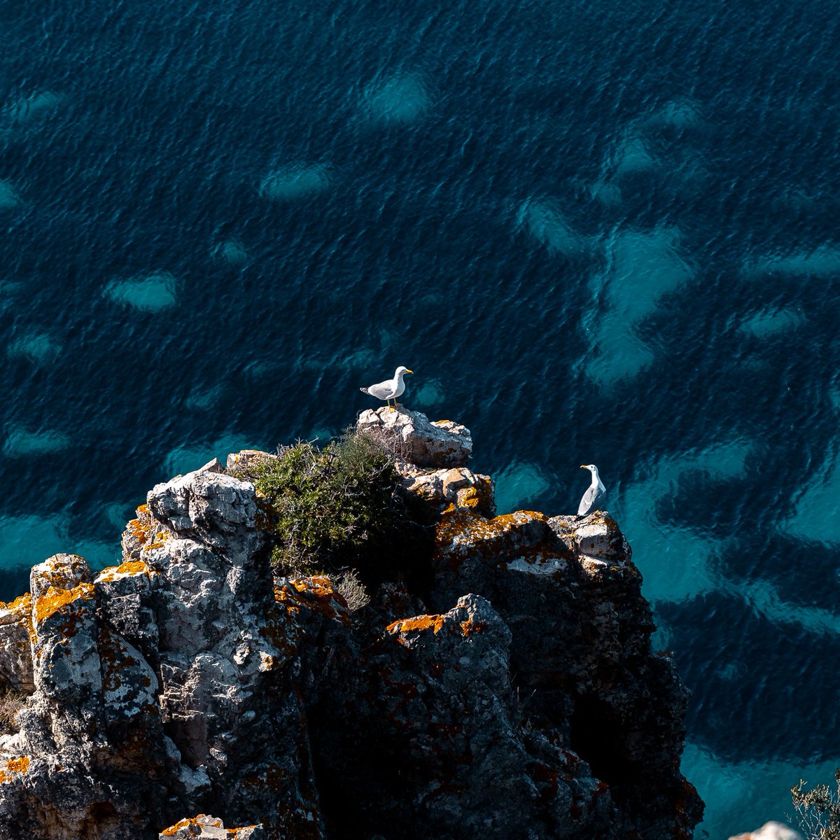 VisitElbaIT's tweet photo. Arroccati sulle scogliere che tagliano le sfumature turchesi del mare elbano, i gabbiani si godono la brezza marina in totale libertà. Un'istantanea che racchiude l'essenza più selvaggia e autentica della nostra isola. 🦅🌊
📸 Photo by Daniele Fiaschi
#visitelba #isoladelba https://t.co/kgGvllilvp
