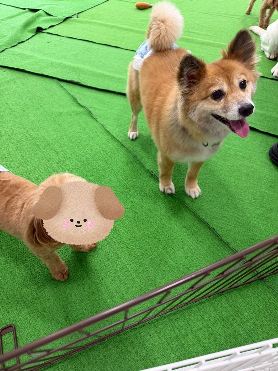 82Mihooooo's tweet photo. 先日の一時預かり時のお写真🐕 ͗ ͗走り回ったりご機嫌だったようですが、やはり壁をカリカリして帰りたいアピールをしていたみたい😭 https://t.co/ZcIGzyCenl