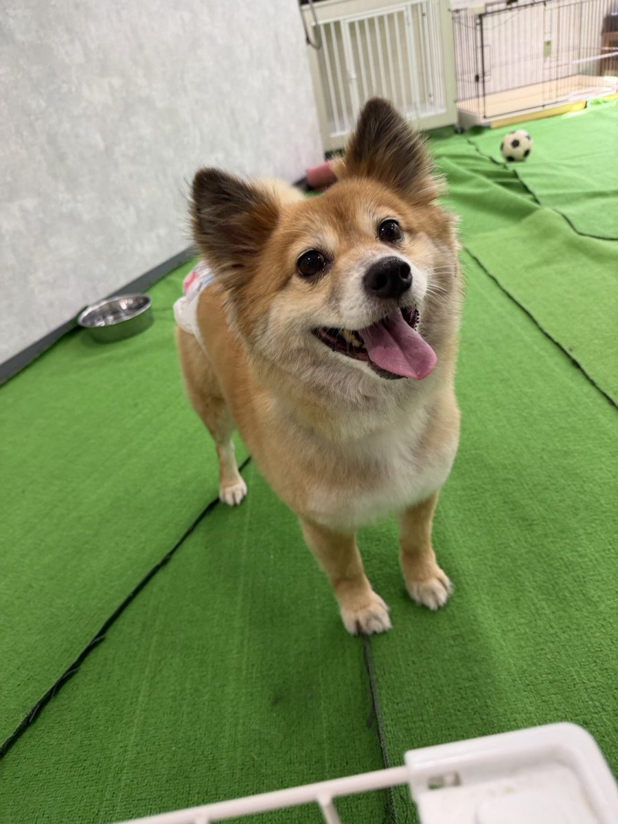 82Mihooooo's tweet photo. 先日の一時預かり時のお写真🐕 ͗ ͗走り回ったりご機嫌だったようですが、やはり壁をカリカリして帰りたいアピールをしていたみたい😭 https://t.co/ZcIGzyCenl