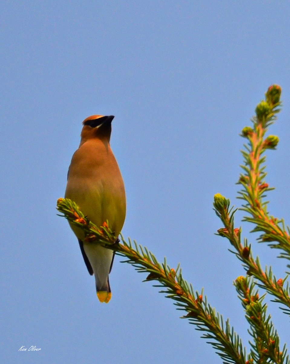 ptbo_scapes's tweet photo. Unleash the Joy of Nature: Discover the Amazing Cedar Waxwing!
Perched at the top of a majestic fir tree, the cedar waxwing is a true marvel of nature! With its sleek, silky feathers and striking black mask, this charming bird captures hearts and imaginations alike.

©Ken Oliver https://t.co/mKBtSw3nC3