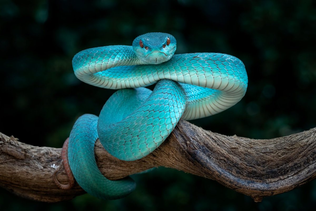 AMAZlNGNATURE's tweet photo. Indonesian pit viper looks like a living sapphire

A rare blue color morph of the white-lipped island pit viper, this venomous snake is found in eastern Java and the Lesser Sunda Islands. Its vivid turquoise scales are the result of a natural genetic variation https://t.co/E7wYptLDRE