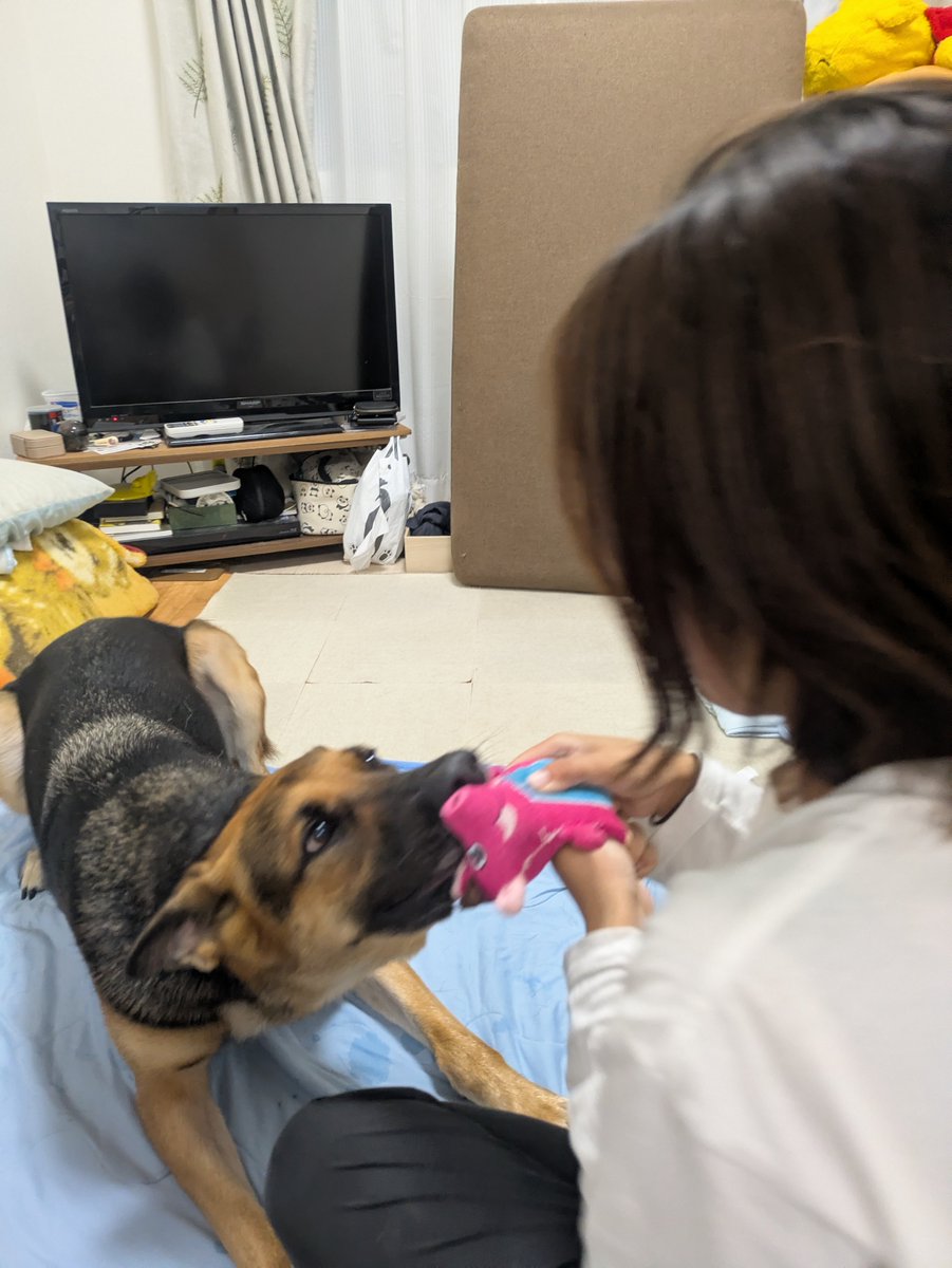 えこ(救助犬🐶応援) tweet media