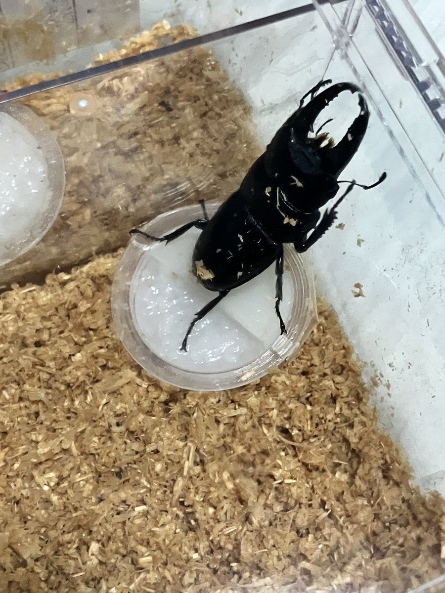 Father03Lizard's tweet photo. 今日はヒラタクワガタ3種(本土、ツシマ、アマミ)をお迎え！
ヒラタは以前飼育してる時に、雌殺しがあって避けて居ましたが、やはり姿形はオオクワガタ に次いで好きなんですよねぇ
顎を縛って、チャレンジです！
今年は厳しいと思うから越冬させてからかなぁ…
因みに左がツシマで右が本土 https://t.co/2gErAsnhNj