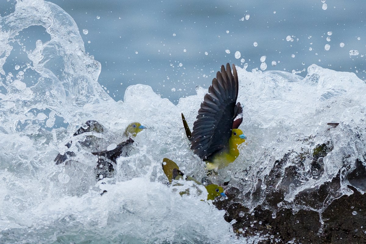 efc_wildlife's tweet photo. 逃げ遅れ...
#アオバト #野鳥　
（2026/7/31撮影） https://t.co/3s7S9r9Ir3