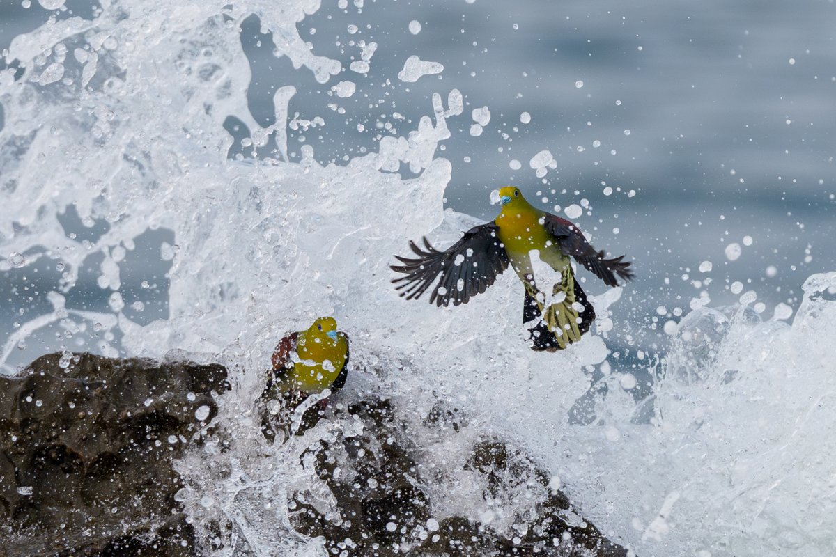 efc_wildlife's tweet photo. 逃げ遅れ...
#アオバト #野鳥　
（2026/7/31撮影） https://t.co/3s7S9r9Ir3