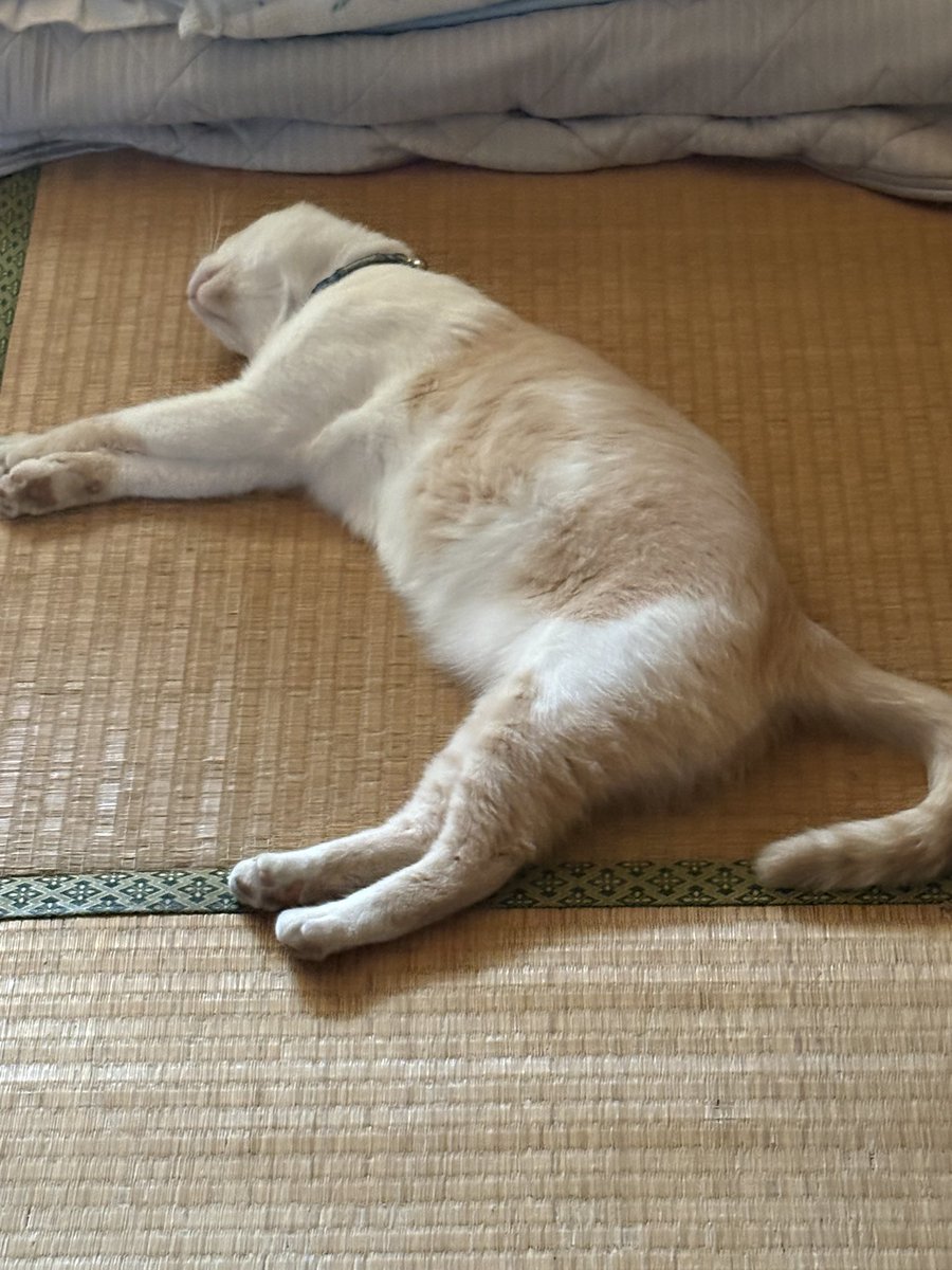 gingiva_428's tweet photo. 猫も溶ける暑さ🥵 そりゃ、全身毛皮だから暑いに決まってるもんね https://t.co/2NkjDNcfCl