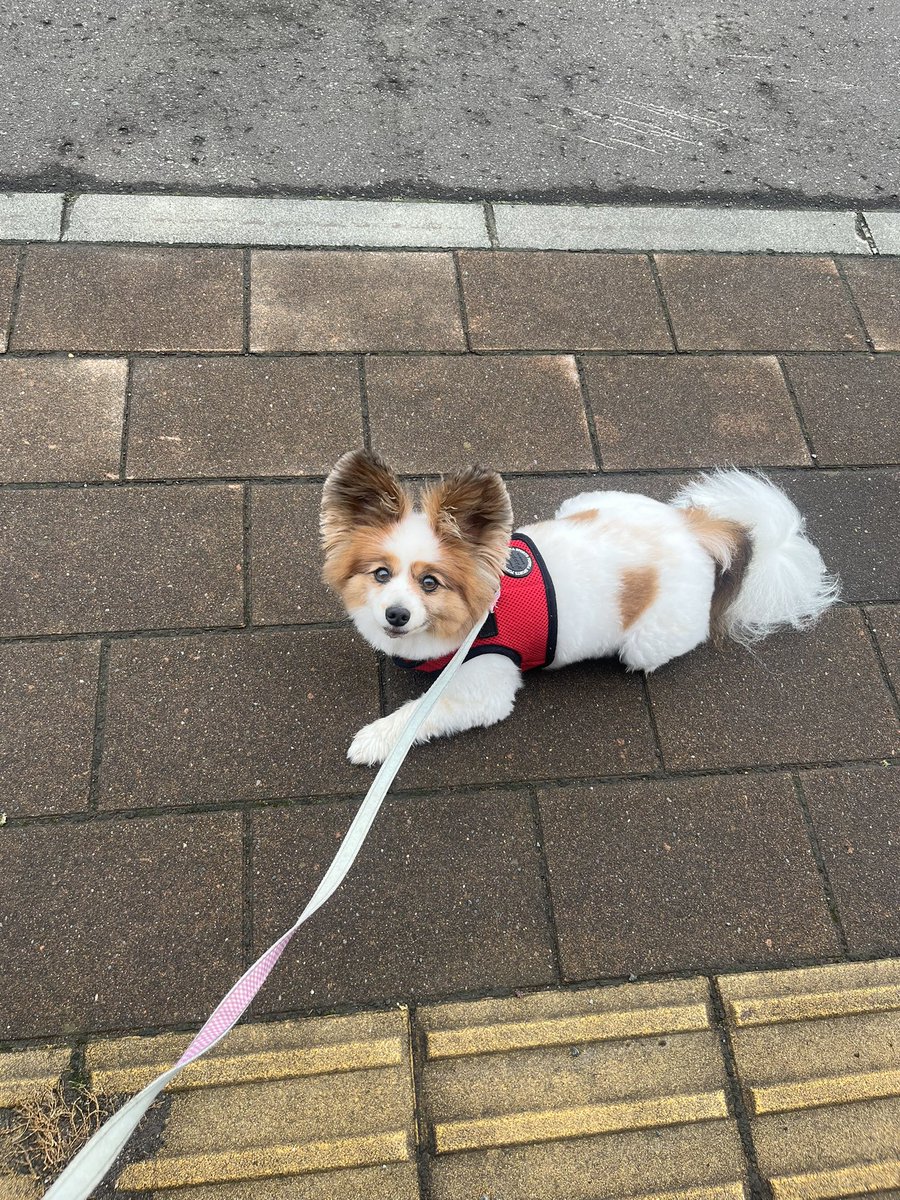robirobi1205's tweet photo. 濡れた道路で帰宅拒否🙃 https://t.co/7J29mMNiwV